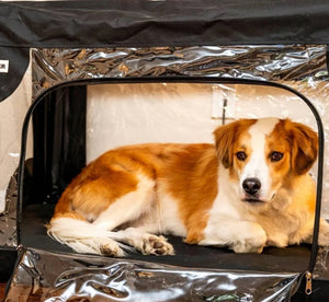 Buster Pet Oxygen Chamber – Large Oxygen Enclosure for Dogs, Cats, and Pets