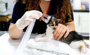 Reconditioned Respironics 5L Medical-Grade Pet Oxygen Concentrator – Continuous Oxygen Therapy for Dogs, Cats and Pets