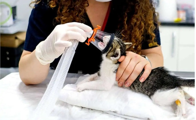 Reconditioned Respironics 5L Medical-Grade Pet Oxygen Concentrator – Continuous Oxygen Therapy for Dogs, Cats and Pets